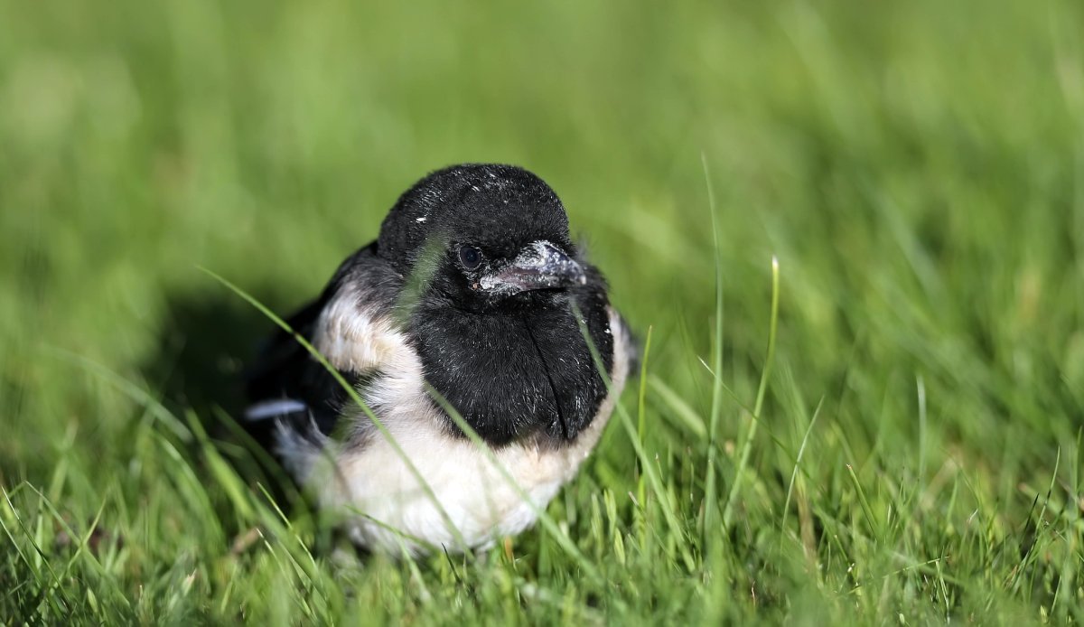 Сорока обыкновенная птенец