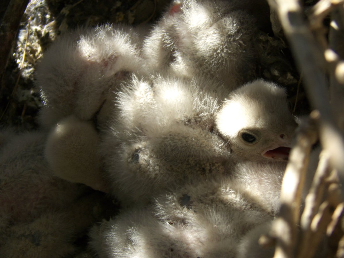 Белые пушистые птенцы в гнезде