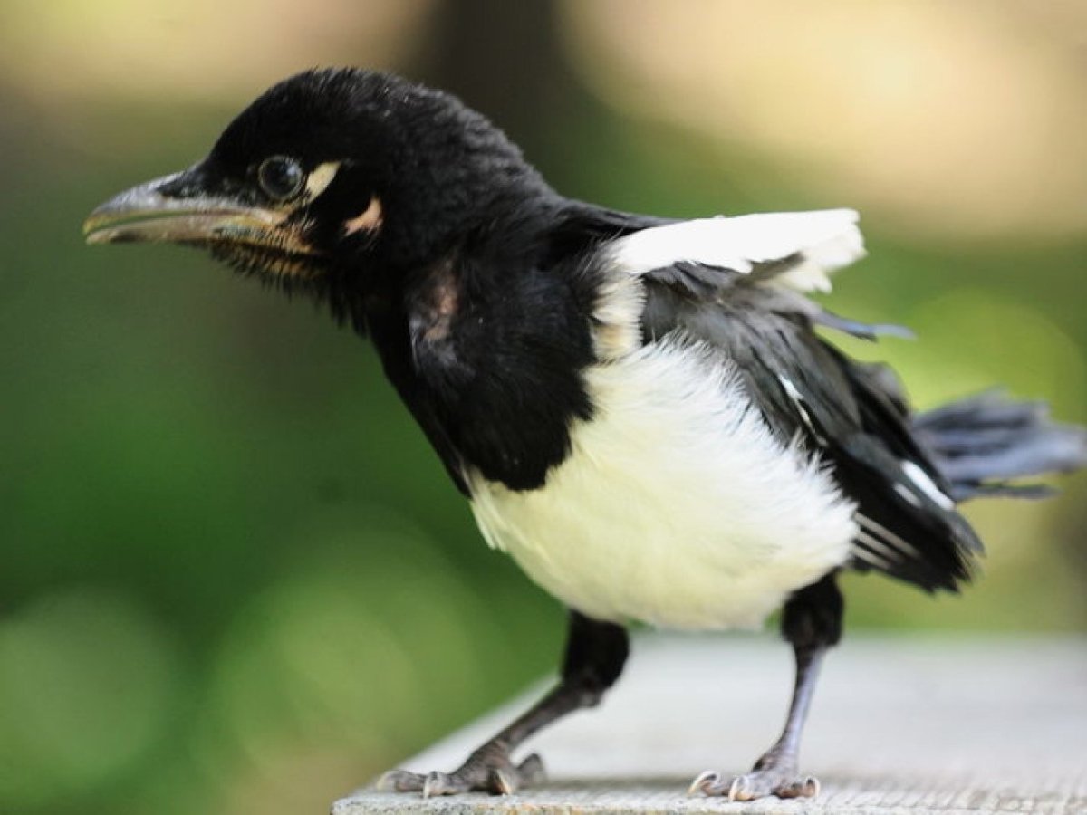 Слеток сороки