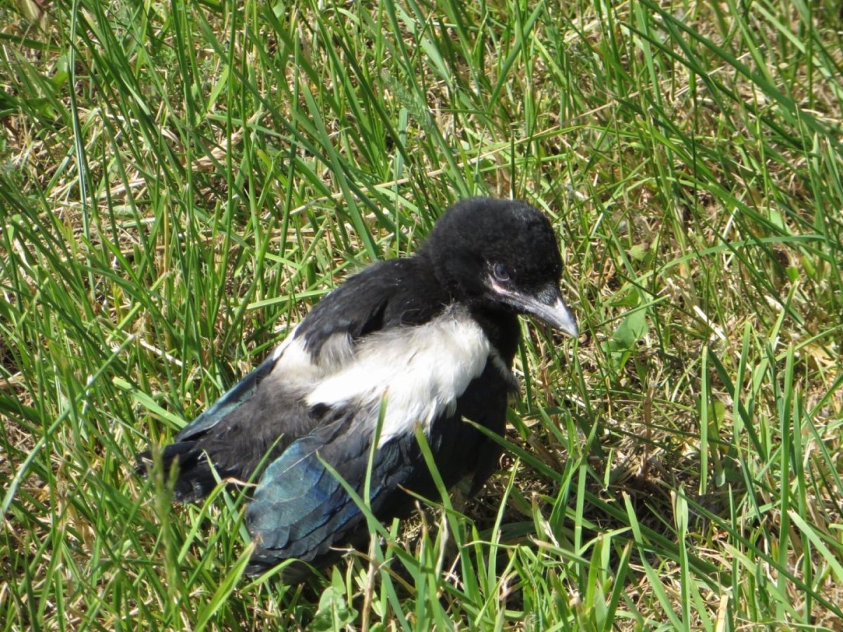 Сорока без хвоста