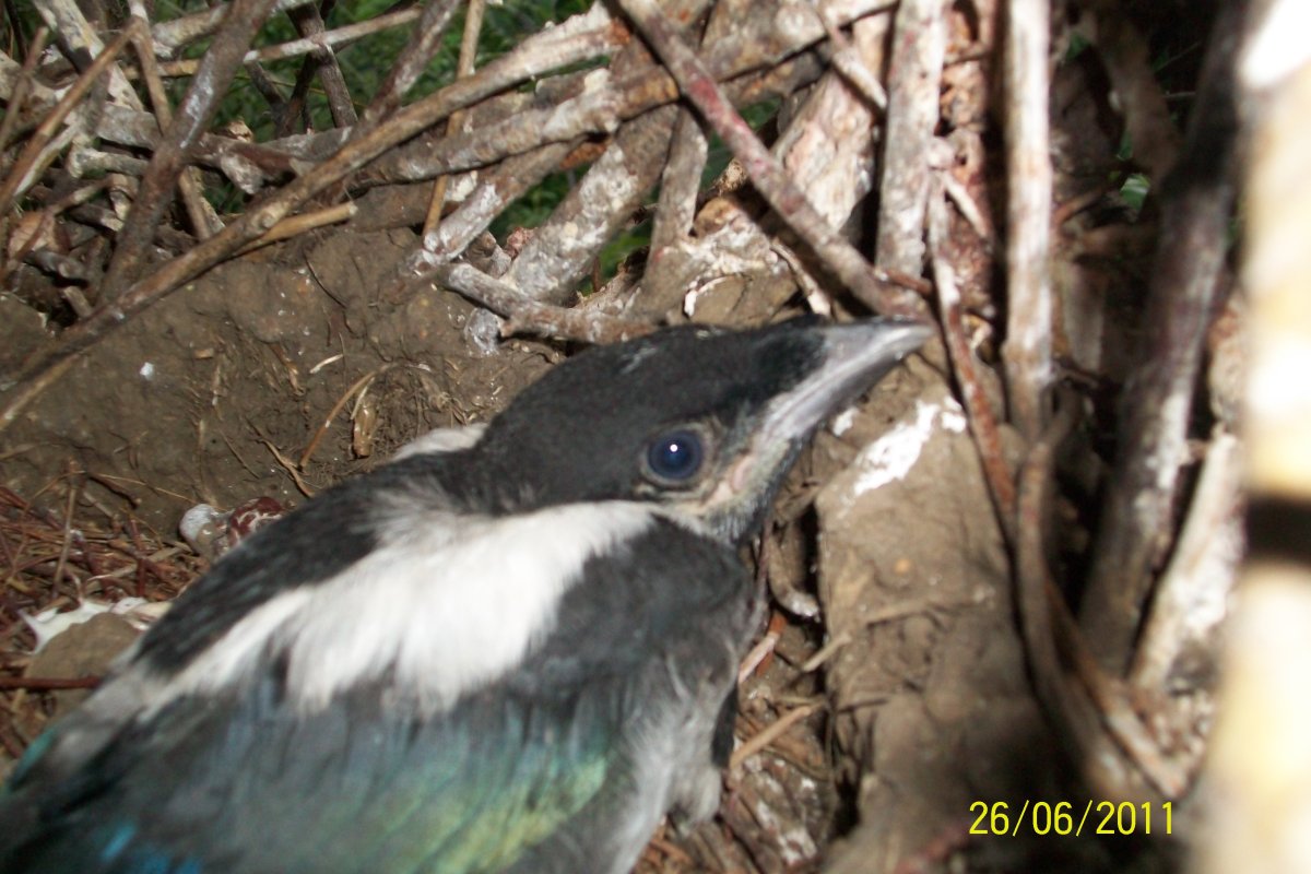 Сорока обыкновенная птенец