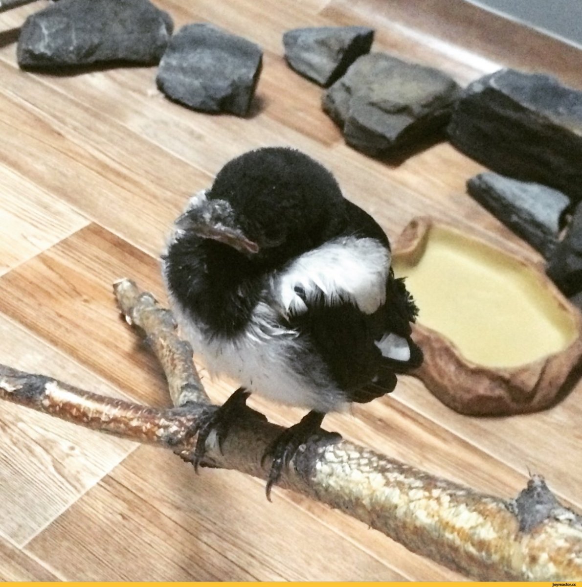 Маленькие сорочата