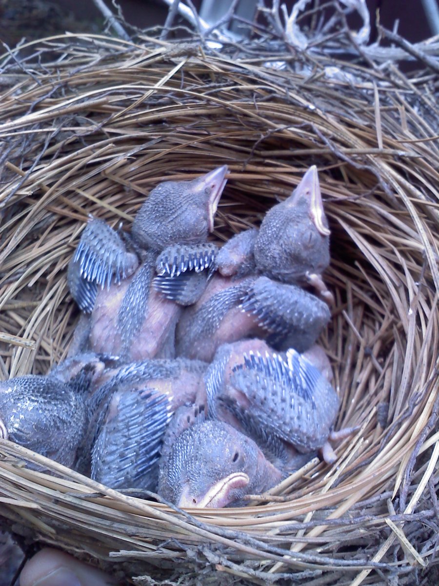 Голубая Сойка птенец