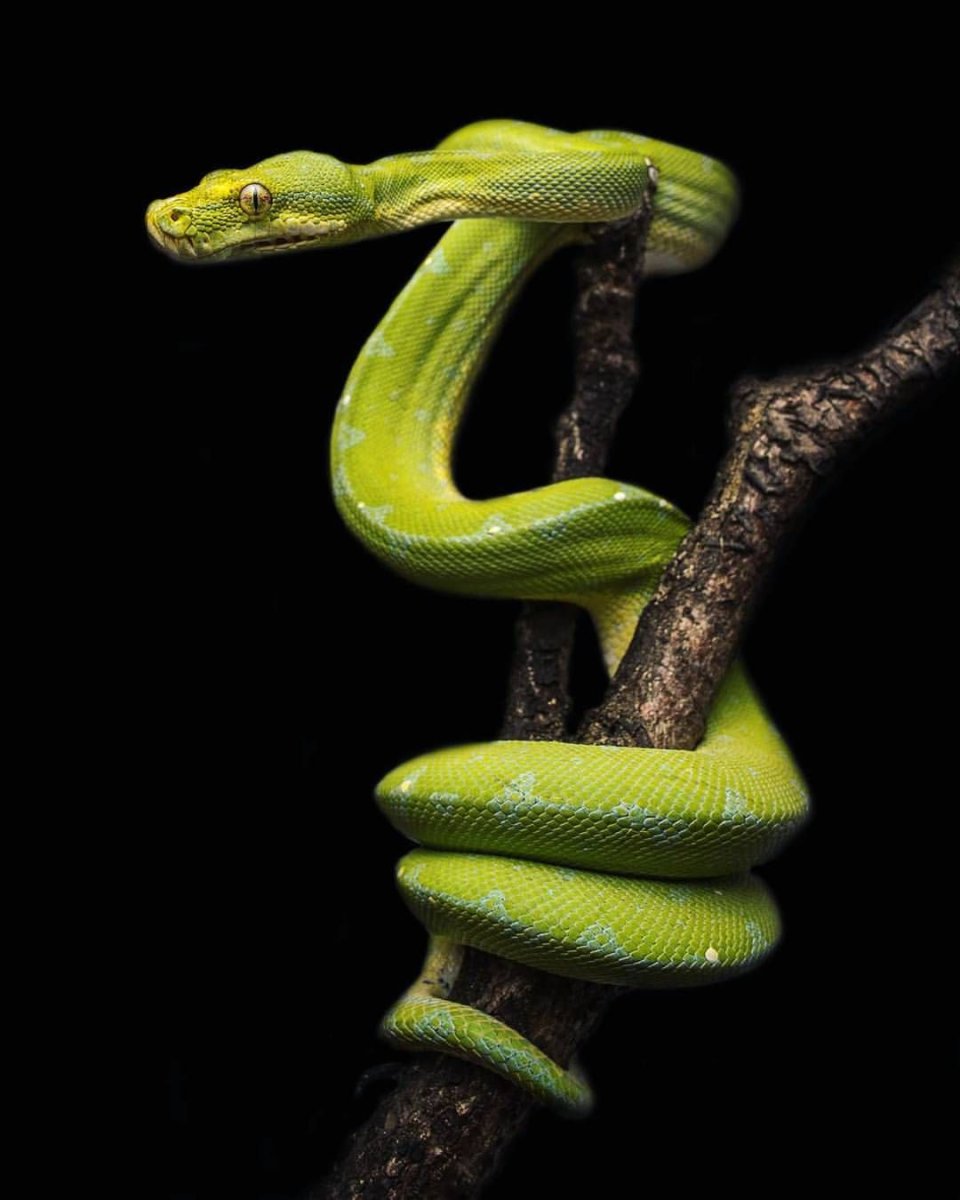 Островная куфия голубая