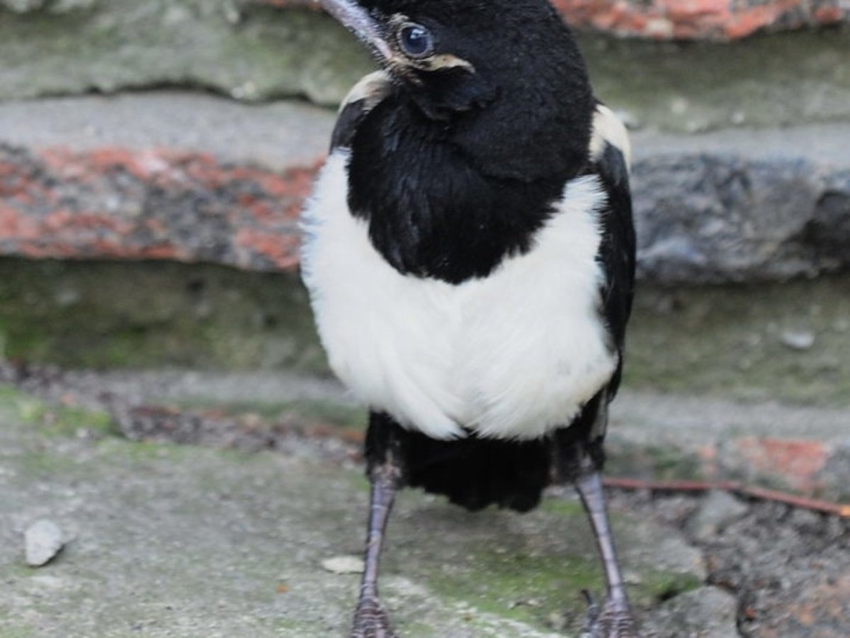 Слеток сороки