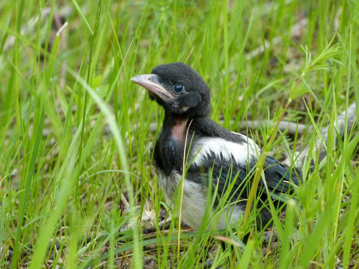 Птенец сороки