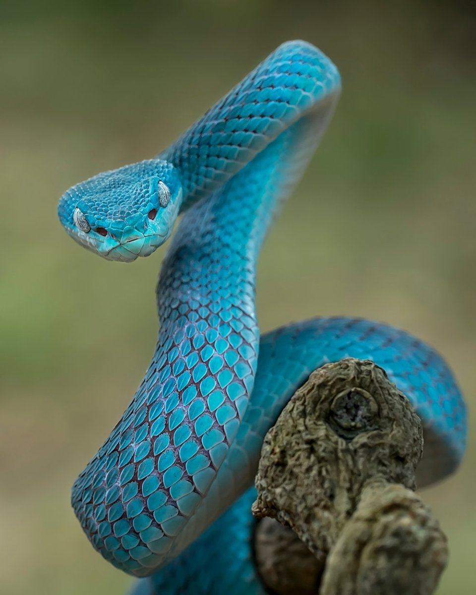 Голубая куфия змея