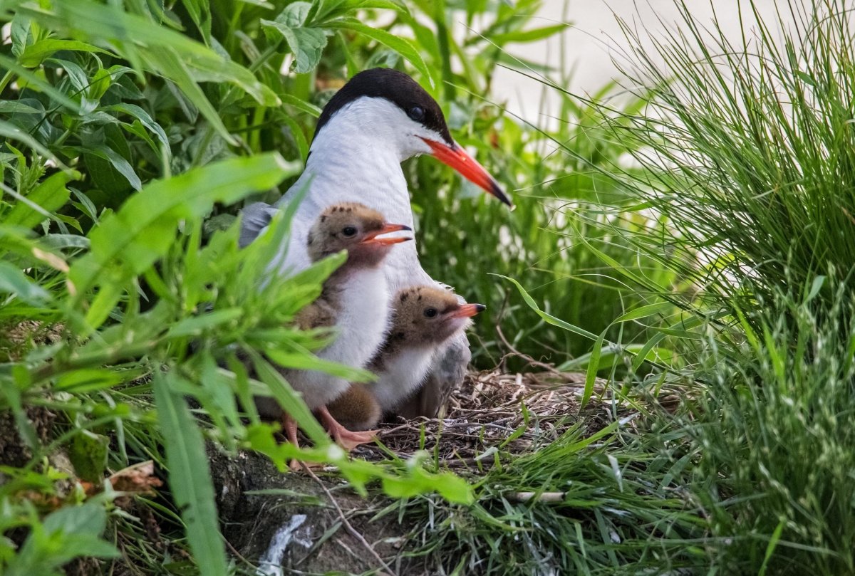 Сорока с птенцами для детей