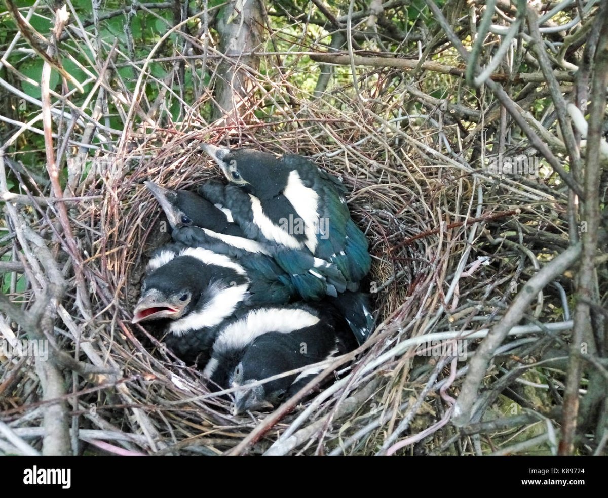 Птенцы сороки в гнезде