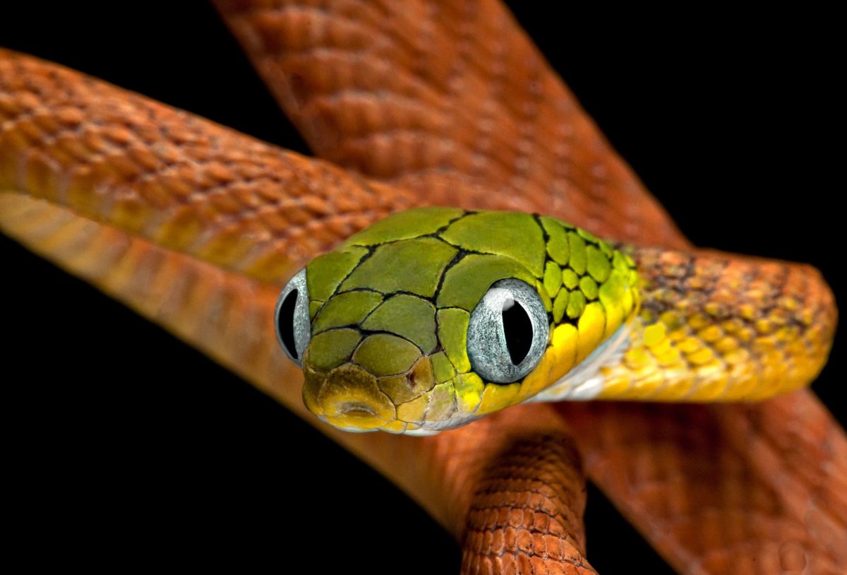 Trimeresurus trigonocephalus