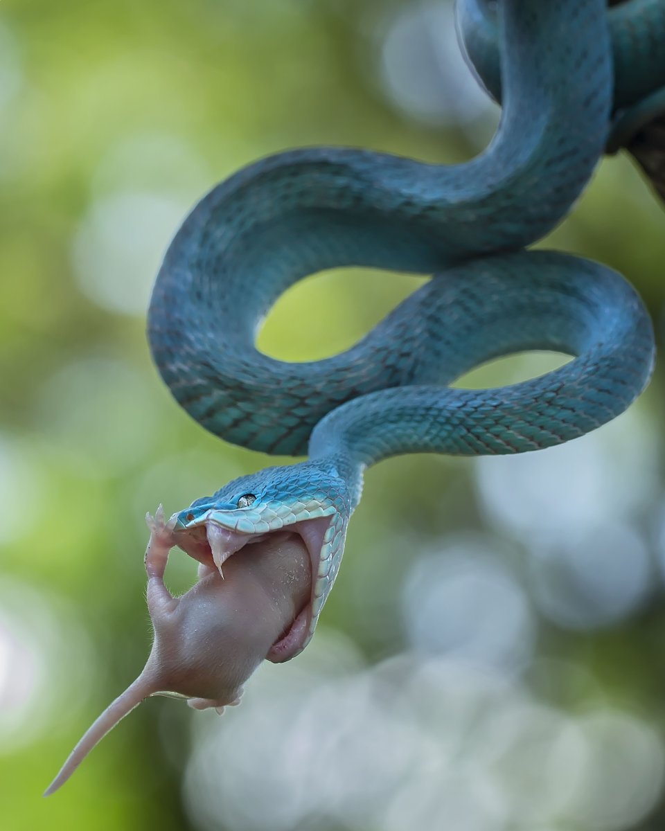 Змея длиннорылая плетевидка
