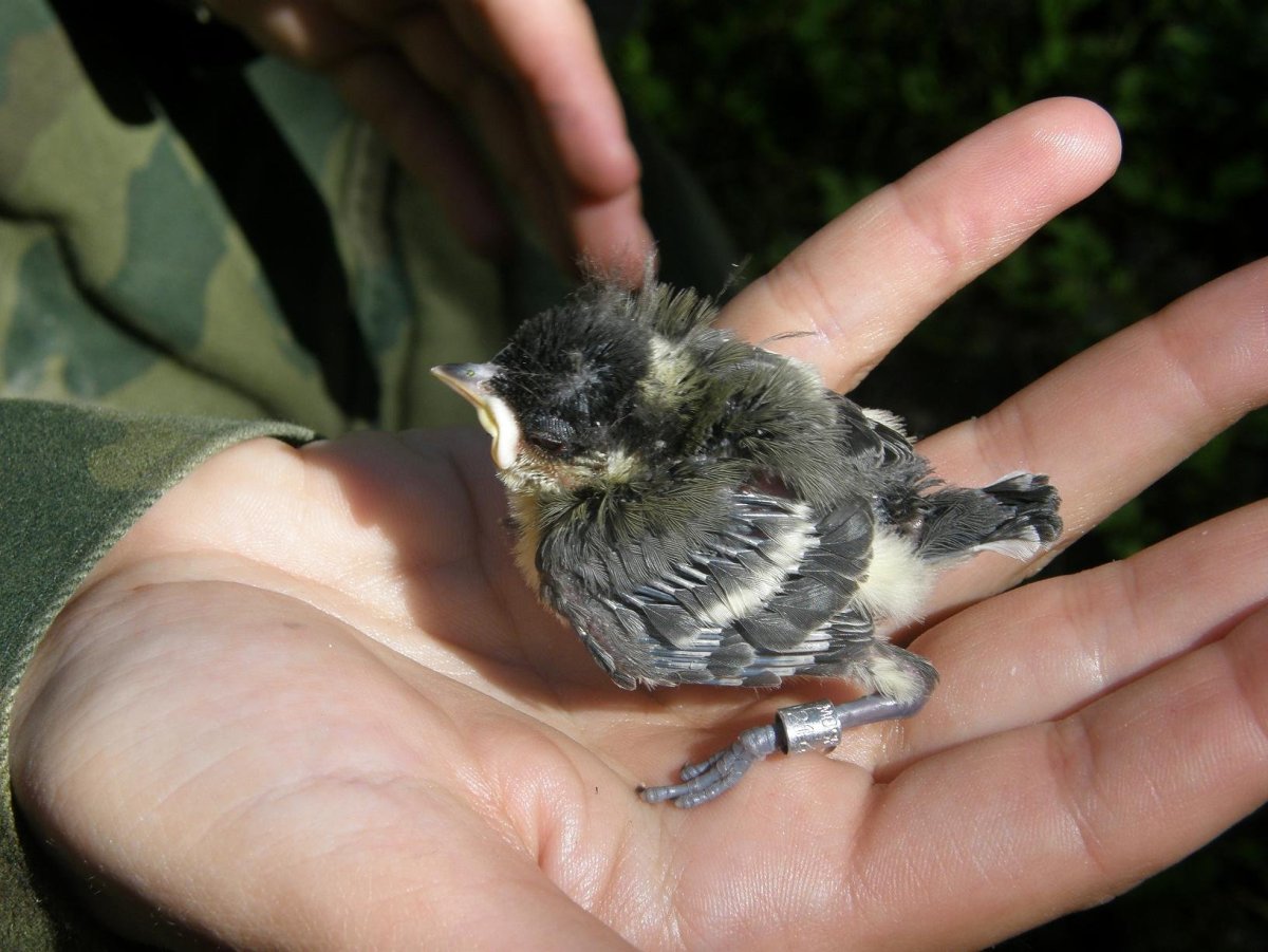 Птенец сороки