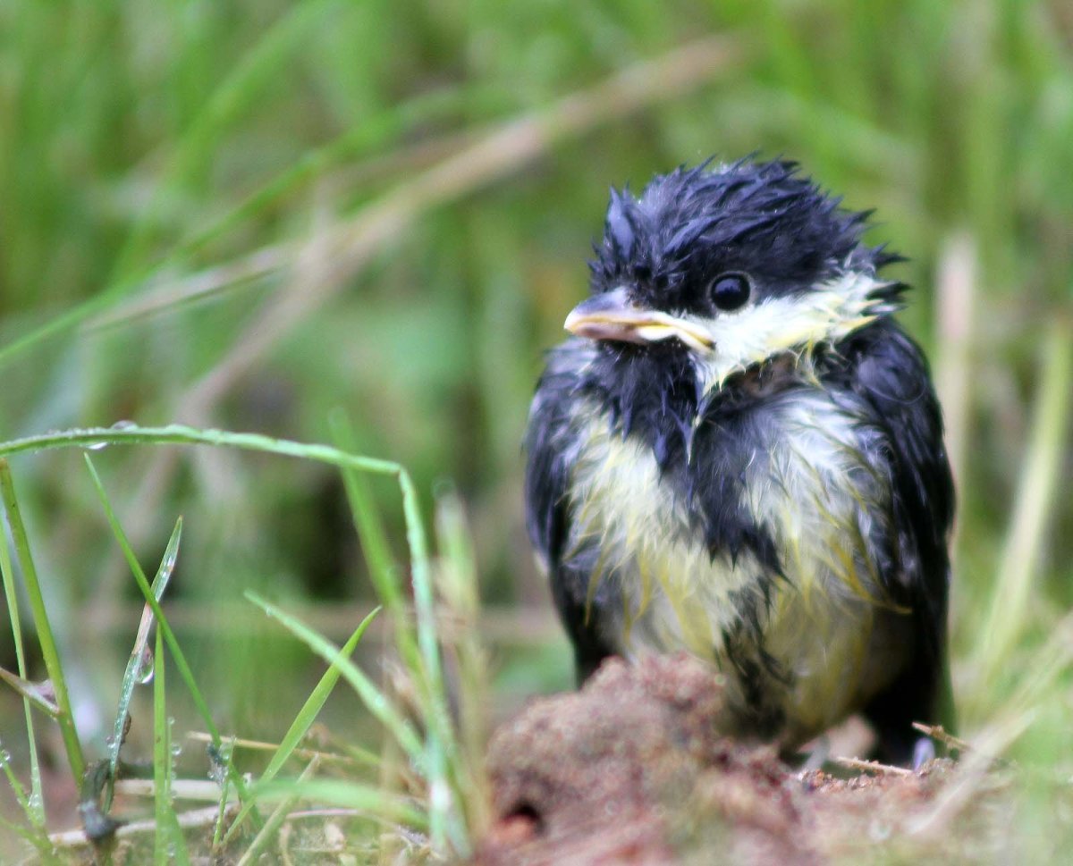 Слеток сороки