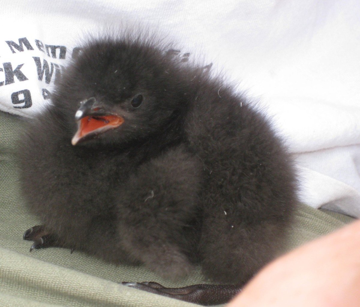 Вороненок птенец