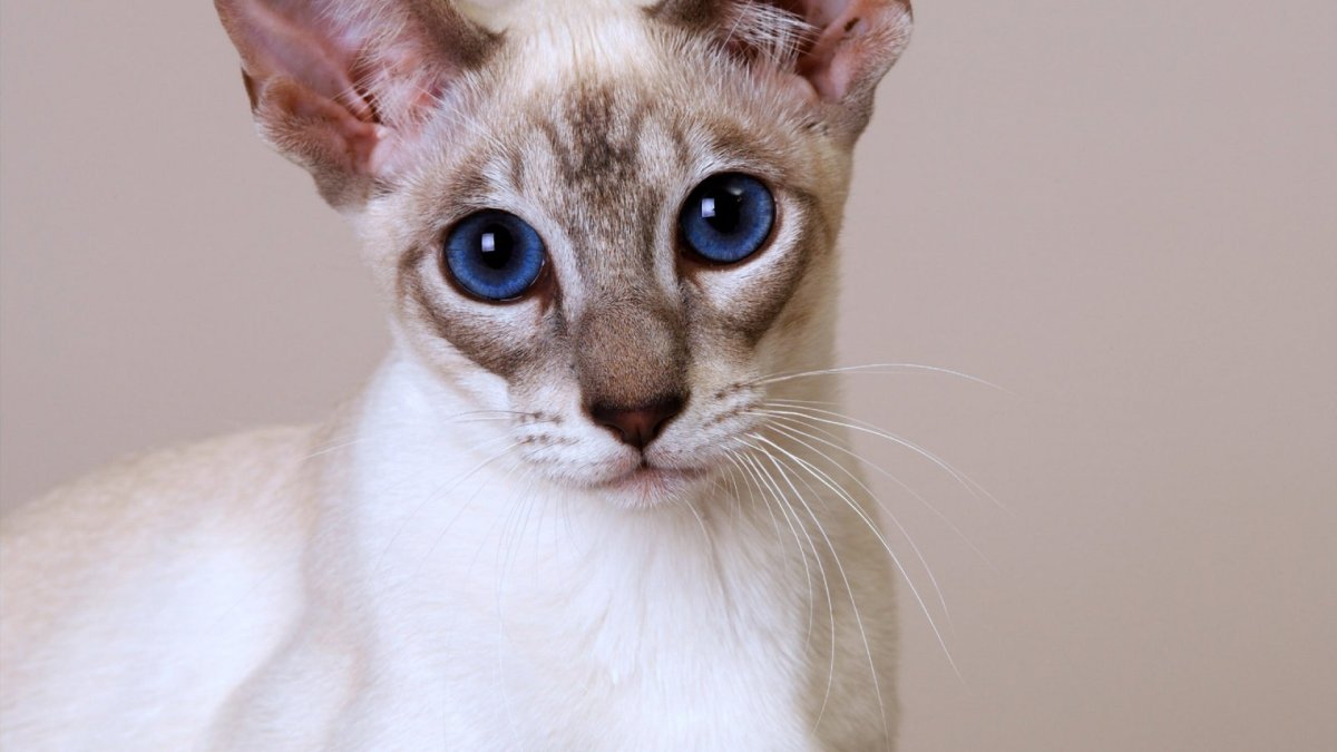 Абиссинский сфинкс