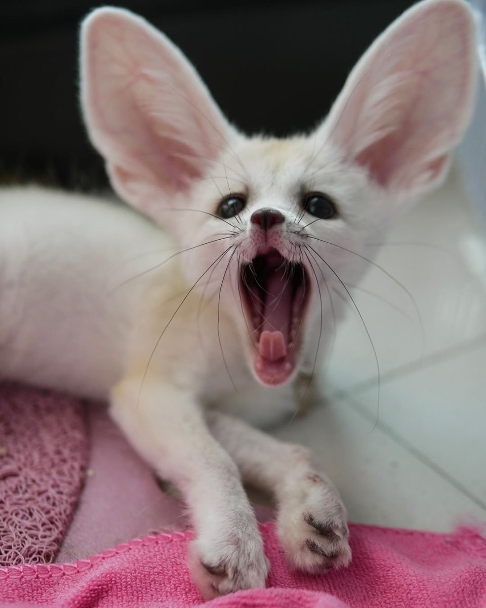 Фенек Соммер