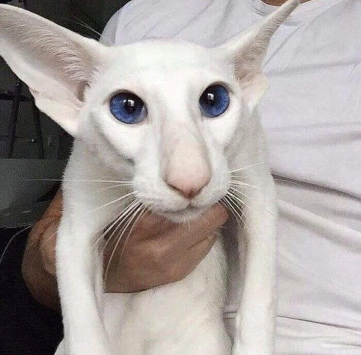 Коты ориенталы грузины