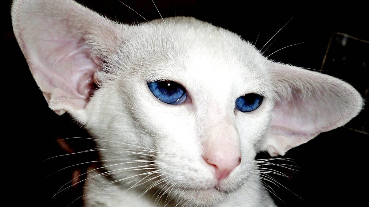 Ориентальная порода Форин Вайт