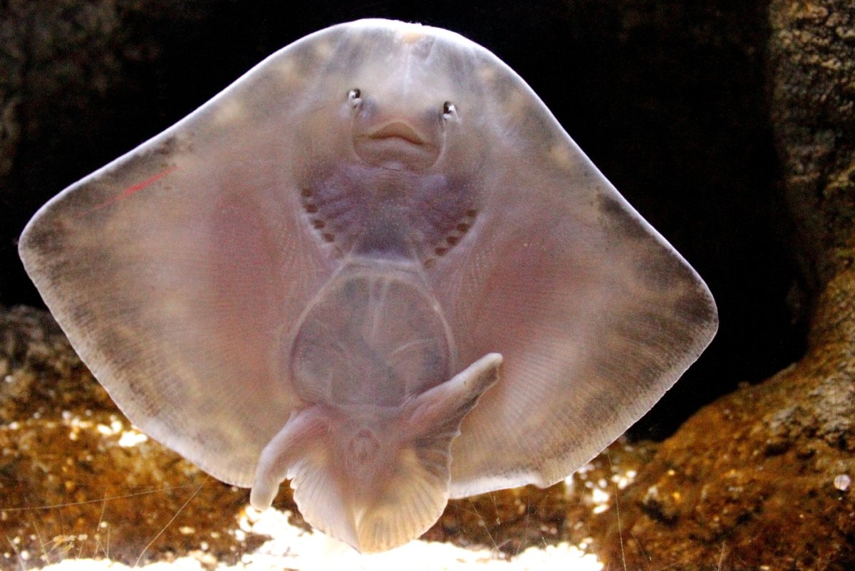 Скат морская лисица