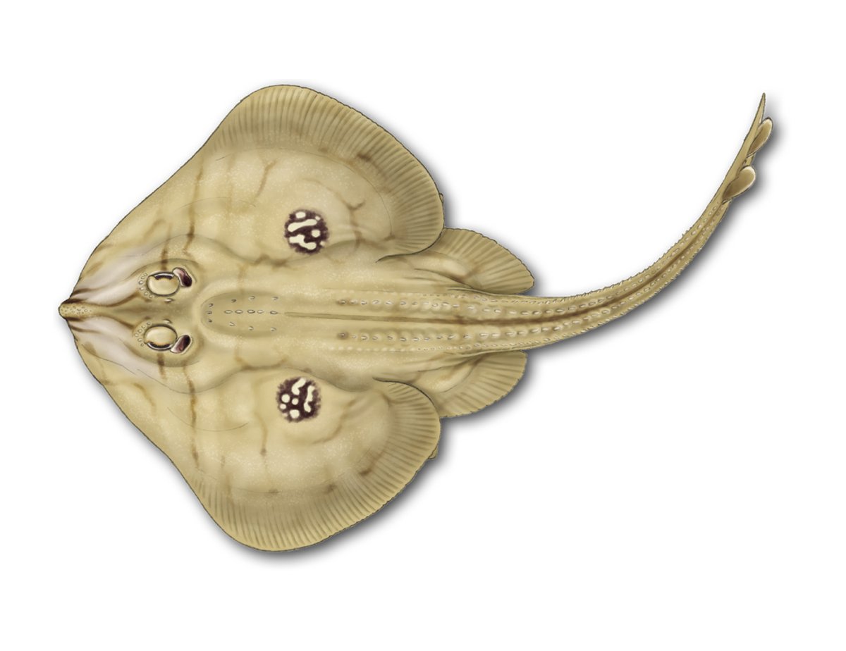 Подкласс пластинчатожаберные