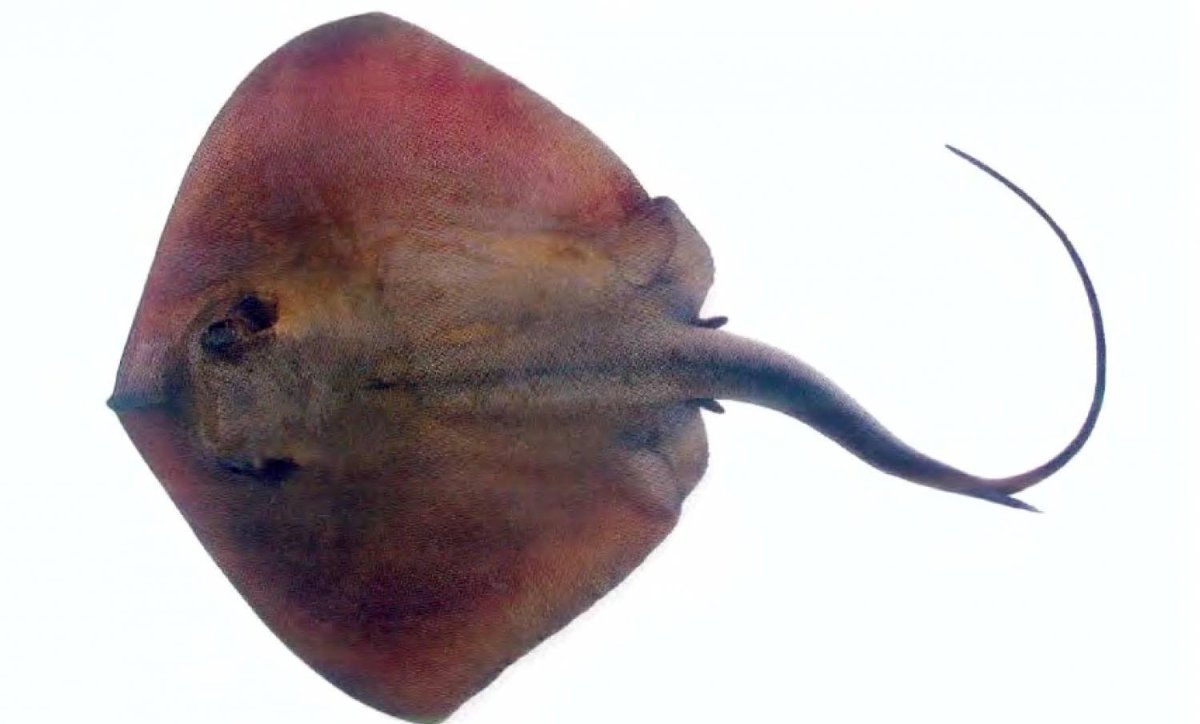 Морской кот Dasyatis pastinaca