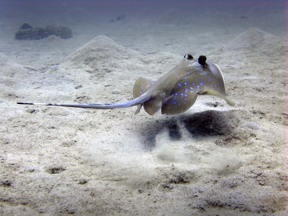 Маскировка ската