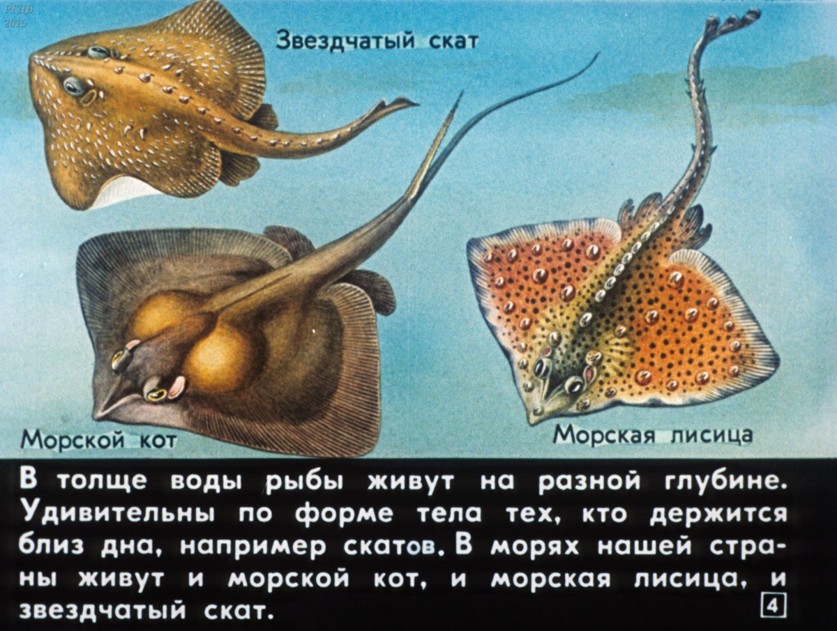 Рыбы обитающие в толще воды