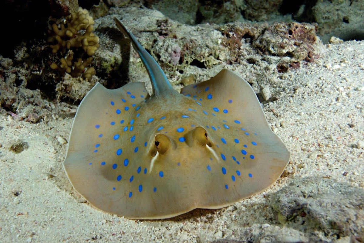 Черноморский Скат хвостокол