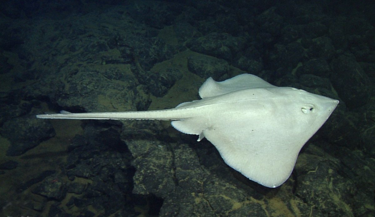 Глубоководные электрические скаты