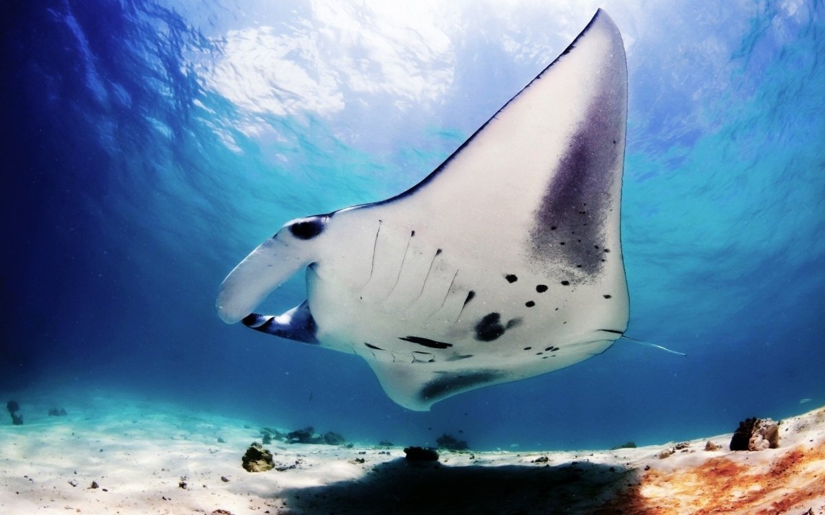 Гигантский Океанский Скат-Манта