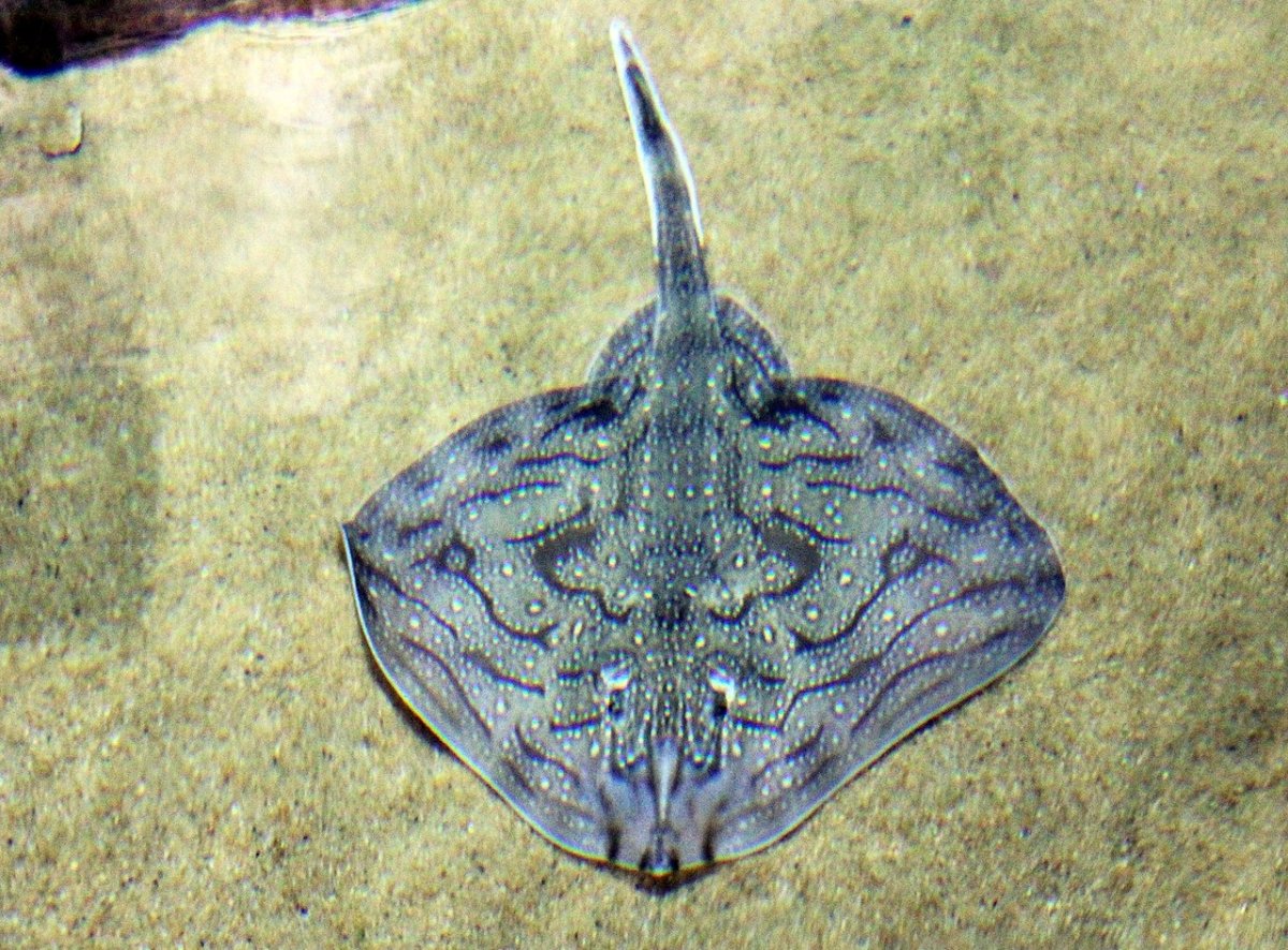 Волнистый Скат