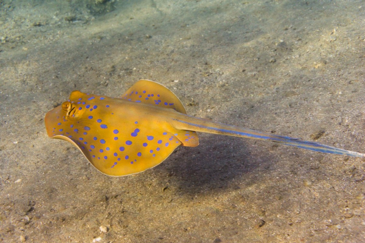 Скат хвостокол красное море