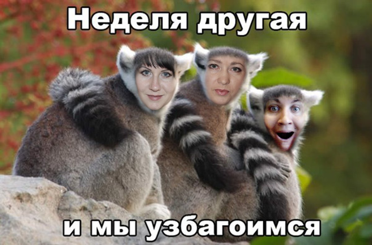 Кольцехвостый (кошачий) лемур