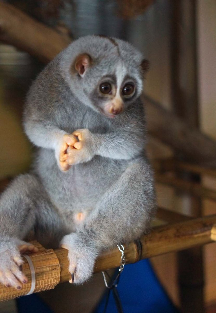 Лемур Лори толстый
