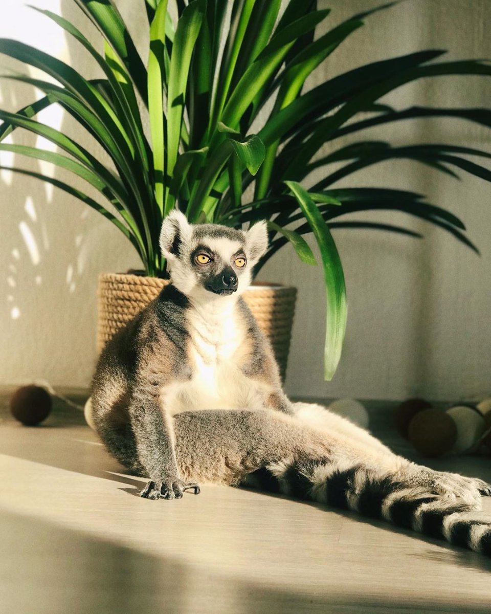 Глаза лемура