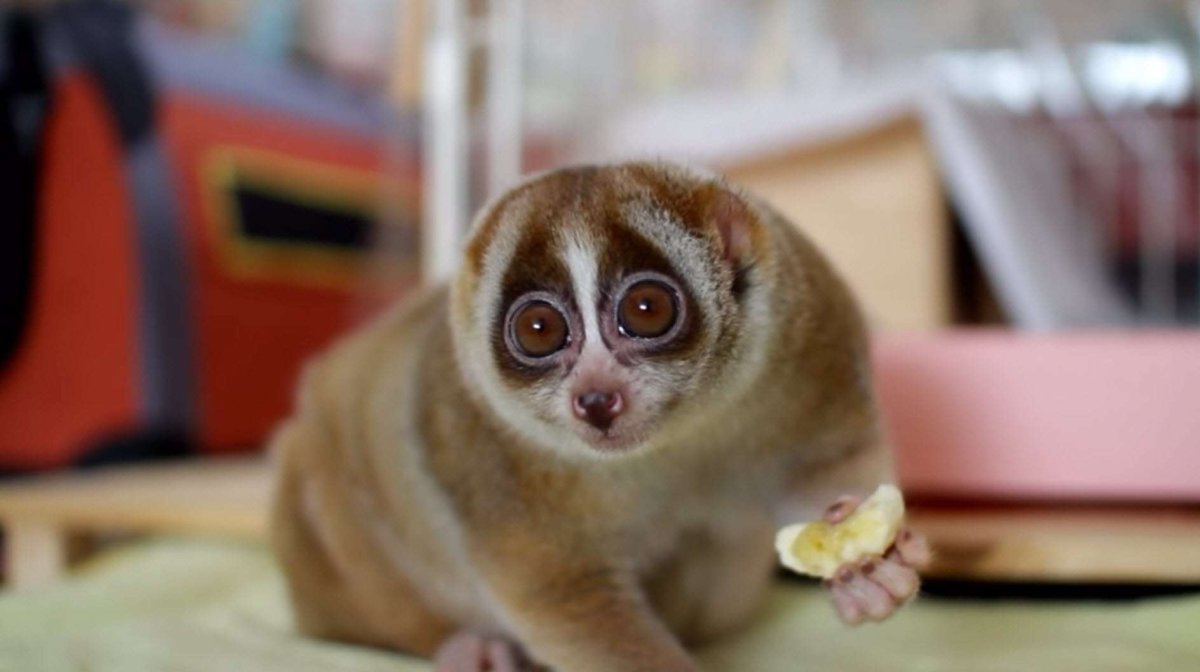 Лемур Лори гиф