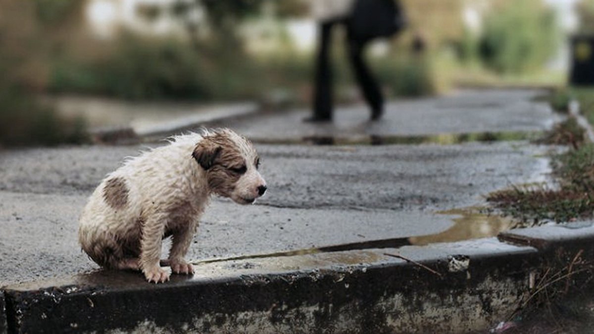 Щенок на улице