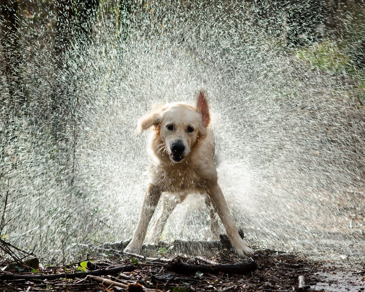 Щенок под дождем