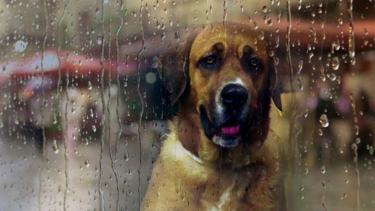 Пес под дождем