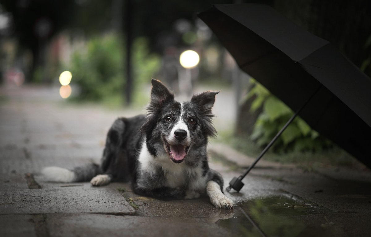 Животное с зонтиком