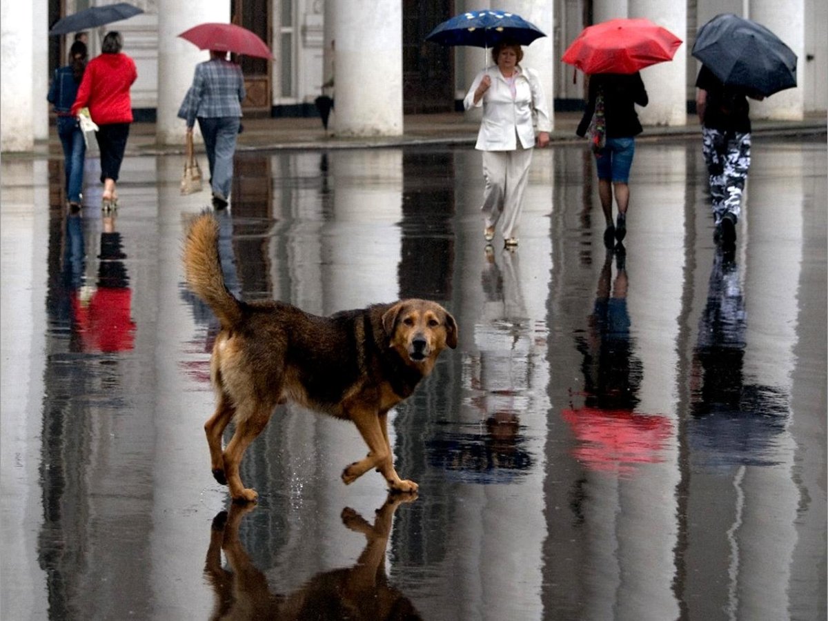 Собака под дождем
