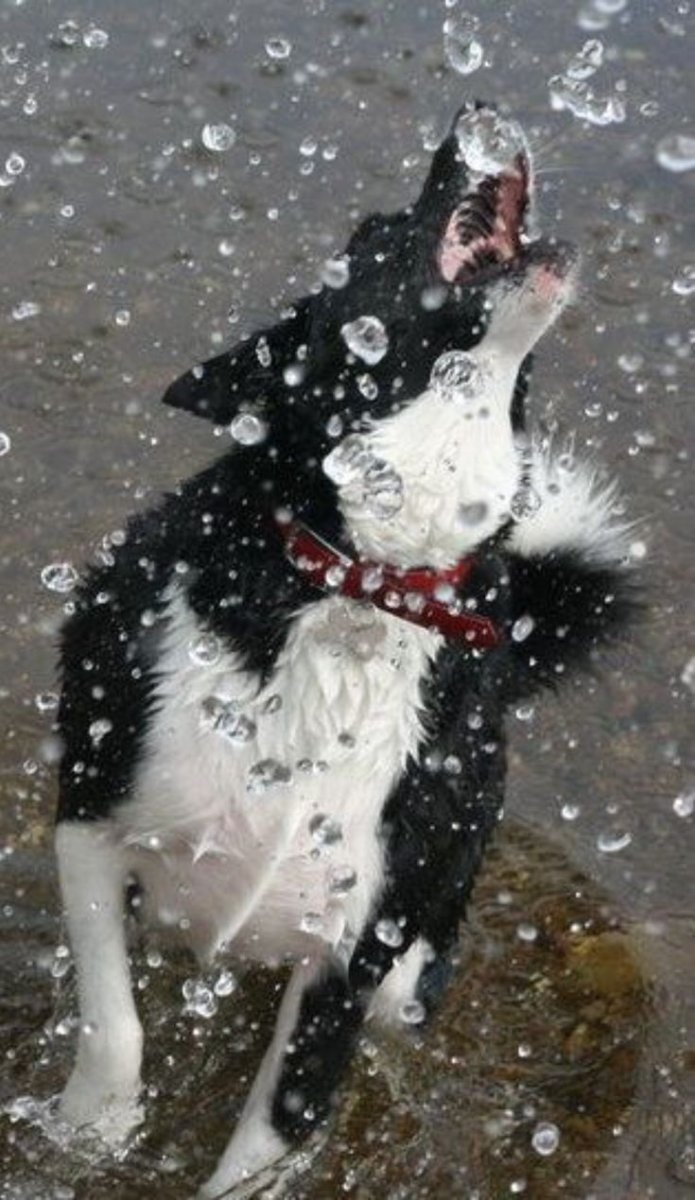 Поводок с зонтиком