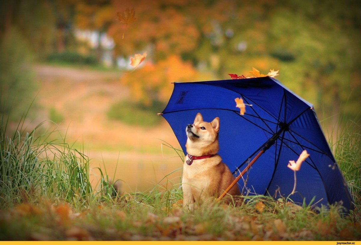 Щенок под дождем