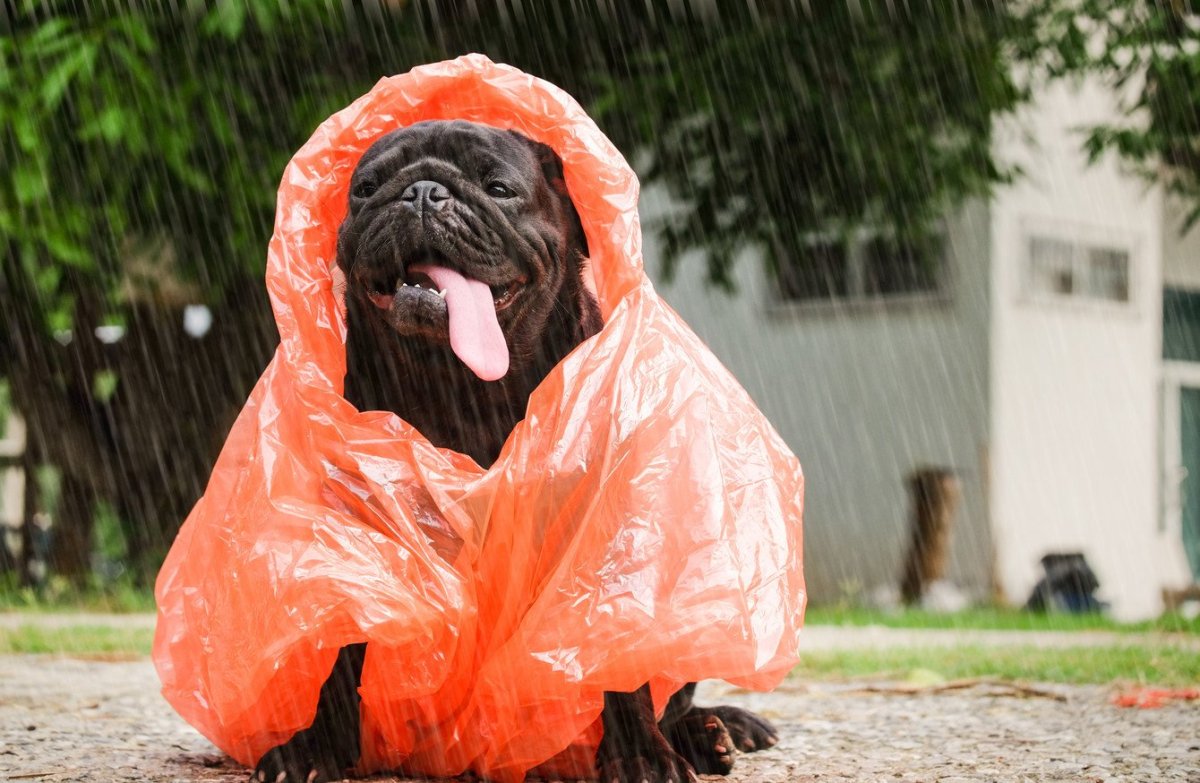 Собачка под дождем