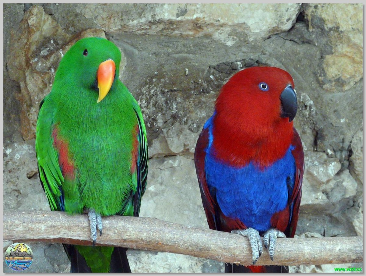 Ожереловый попугай разноцветный