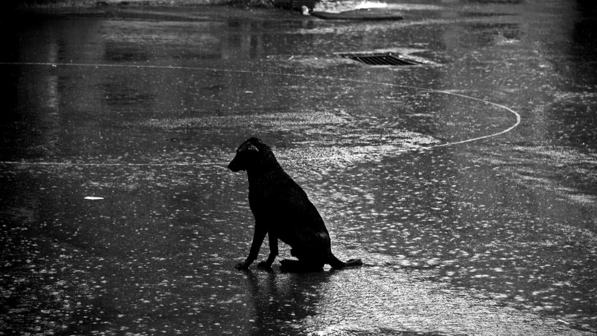 Мокрая собака