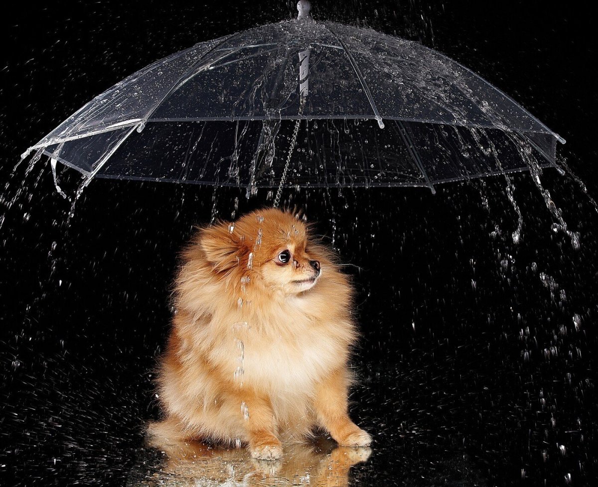 Собака под дождем