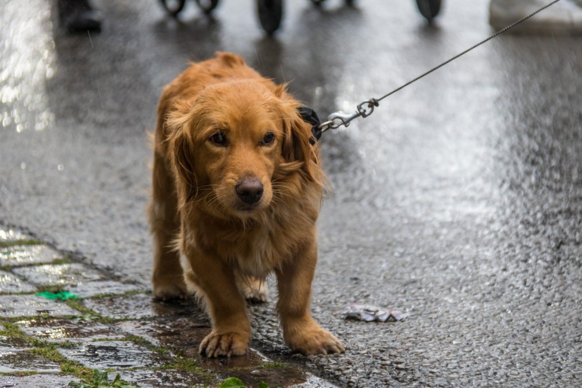 Девочка с собакой под дождем