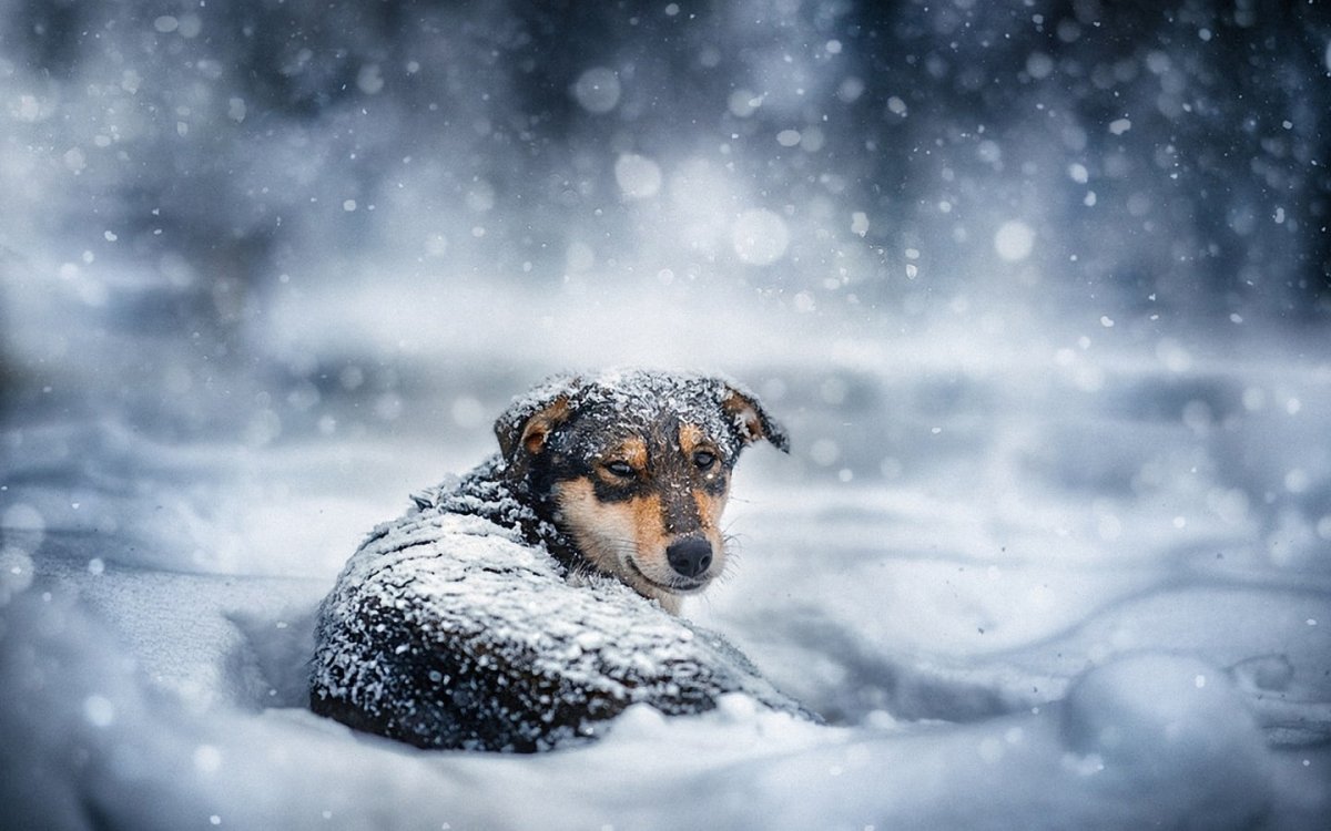 Собака ловит рыбу