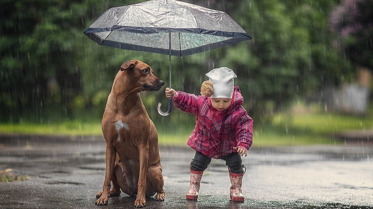 Щенок под дождем